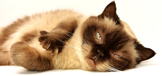 ‌‌‌ बिल्ली का जंतु वैज्ञानिक नाम बिल्ली‌‌‌ की नस्लों के नाम 