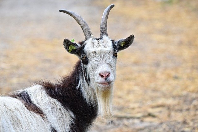 Domestic Goat Breeds