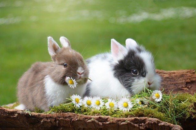खरगोश का वैज्ञानिक नाम क्या है रिवराइन खरगोश