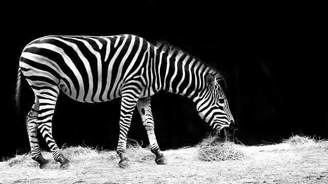 Plains zebra 