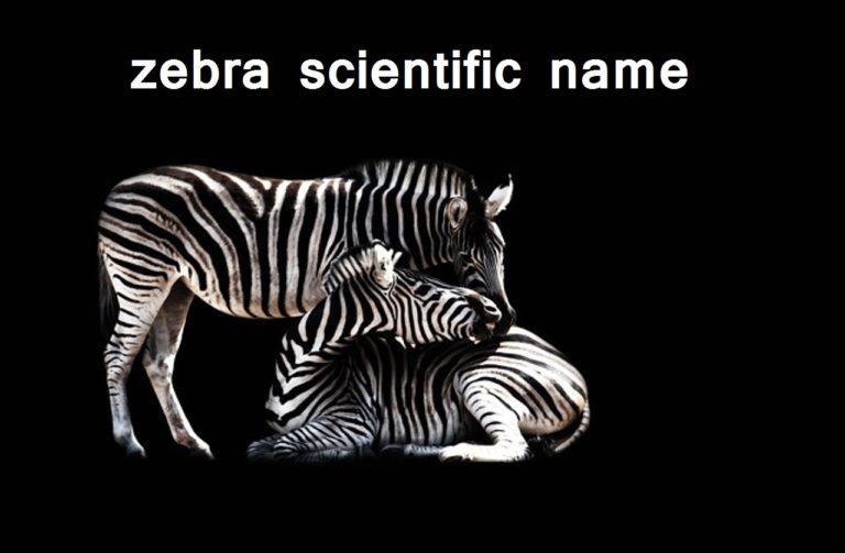 zebra-scientific-name-hindi-arth