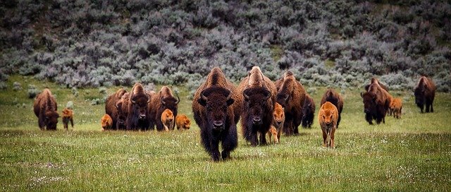 ‌‌‌ख्वाब मे बहुत सारी काली भैंस को देखना