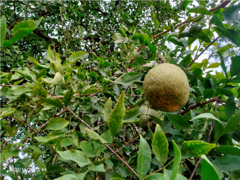 बेलपत्र के उपाय