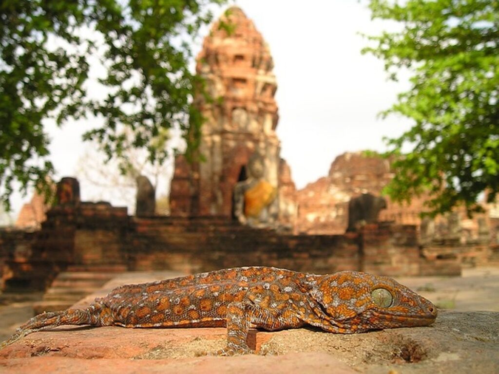 mandir me chipkali dekhna