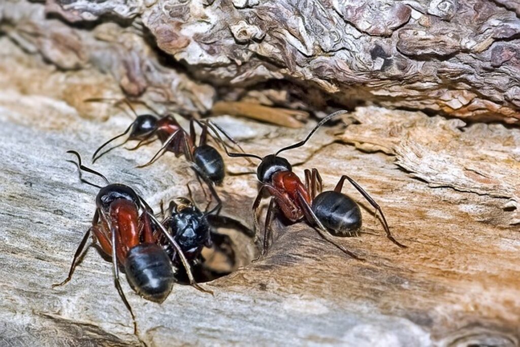 Red and Black Ants