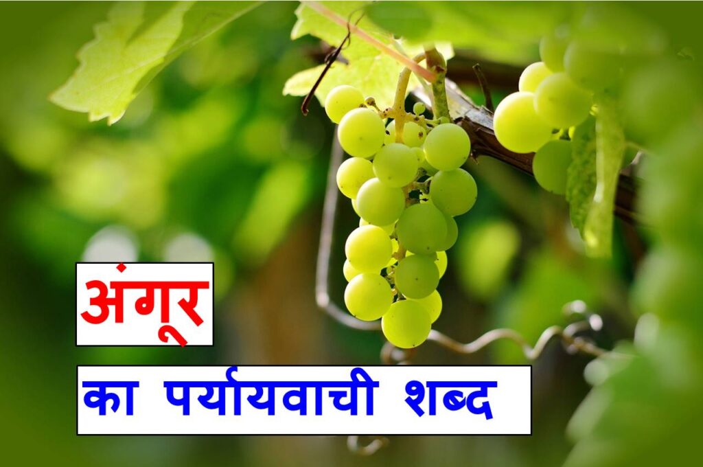 अंगूर का पर्यायवाची शब्द या synonyms of grapes in Hindi क्या होता है 