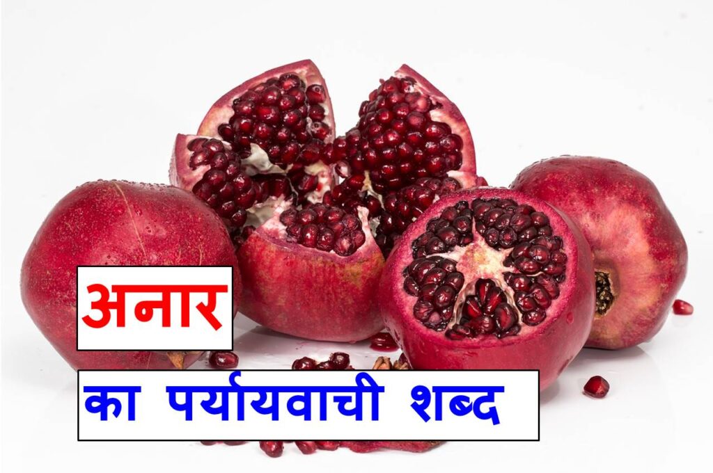 अनार का पर्यायवाची शब्द synonyms of pomegranate in hindi