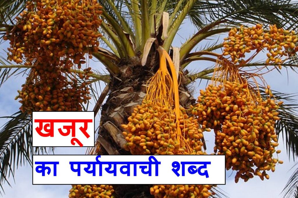 खजूर का पर्यायवाची शब्द या synonyms of date palm in Hindi