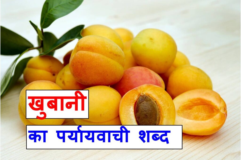 खुबानी का पर्यायवाची या सामनार्थी शब्द , synonyms of apricot in hindi