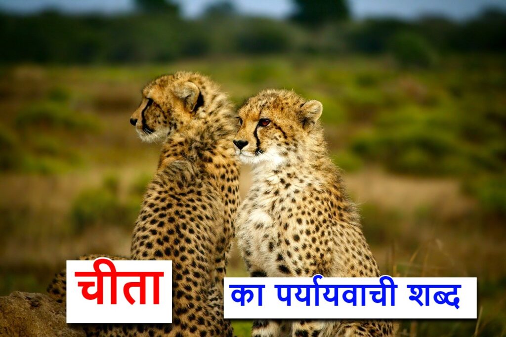 चीता का पर्यायवाची या synonyms of cheetah in hindi