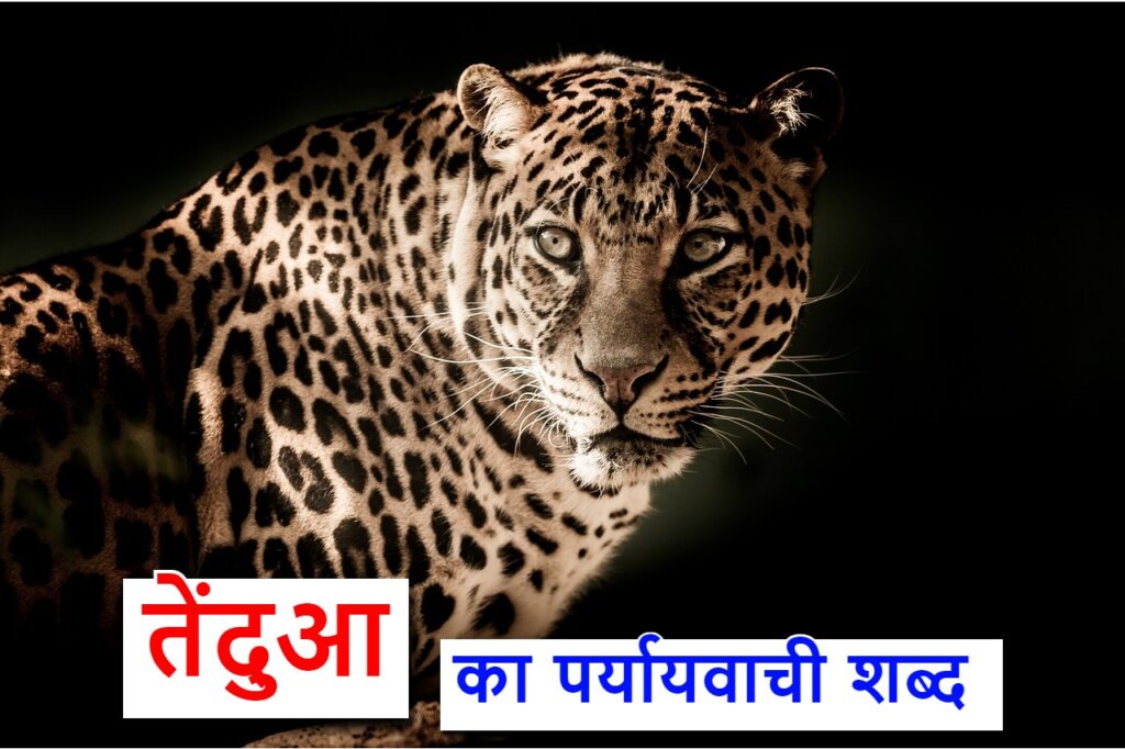 तेंदुआ का पर्यायवाची शब्द या synonyms of Leopard in hindi