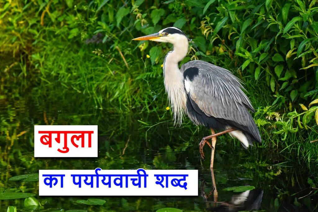 बगुला का पर्यायवाची या synonyms of heron in hindi