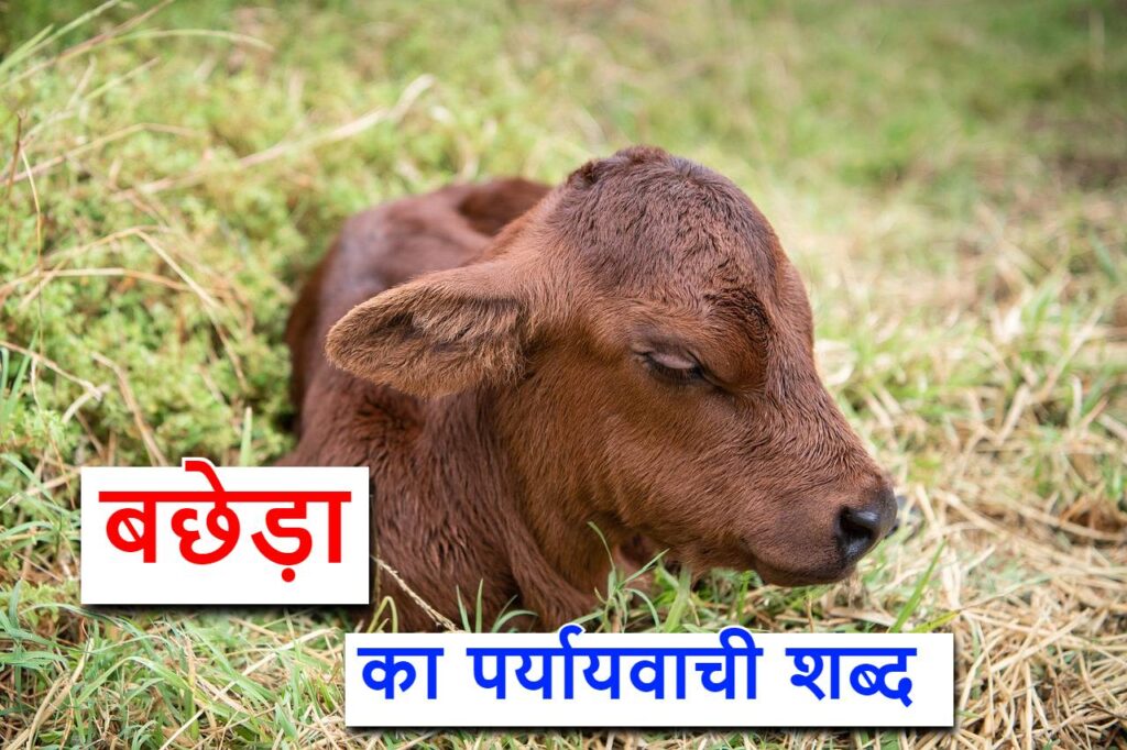 बछेड़ा का पर्यायवाची शब्द क्या होगा, What is a synonym for colt in Hindi