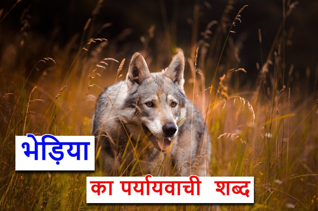 भेड़िया का पर्यायवाची शब्द या wolf synonyms in hindi ‌‌‌के बारे में जाने