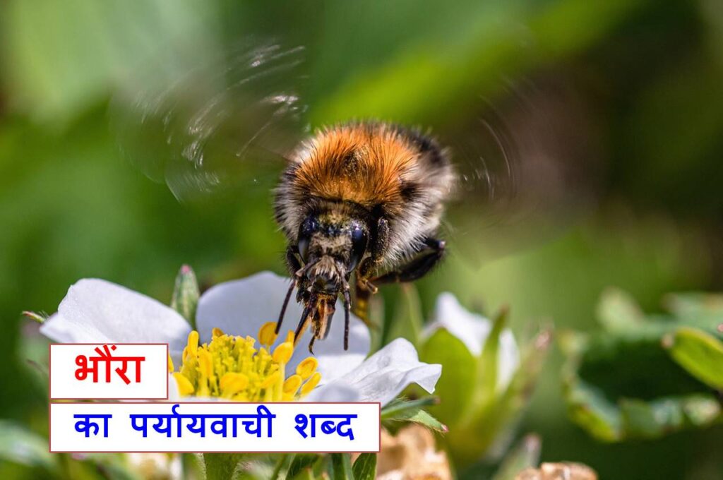 भौंरा का पर्यायवाची शब्द काफी महत्वपूर्ण है, synonyms of bumblebee in Hindi