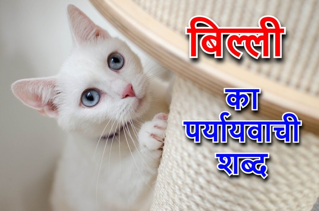 ‌‌‌‌‌‌बिल्ली का पर्यायवाची शब्द (cats synonyms in Hindi)