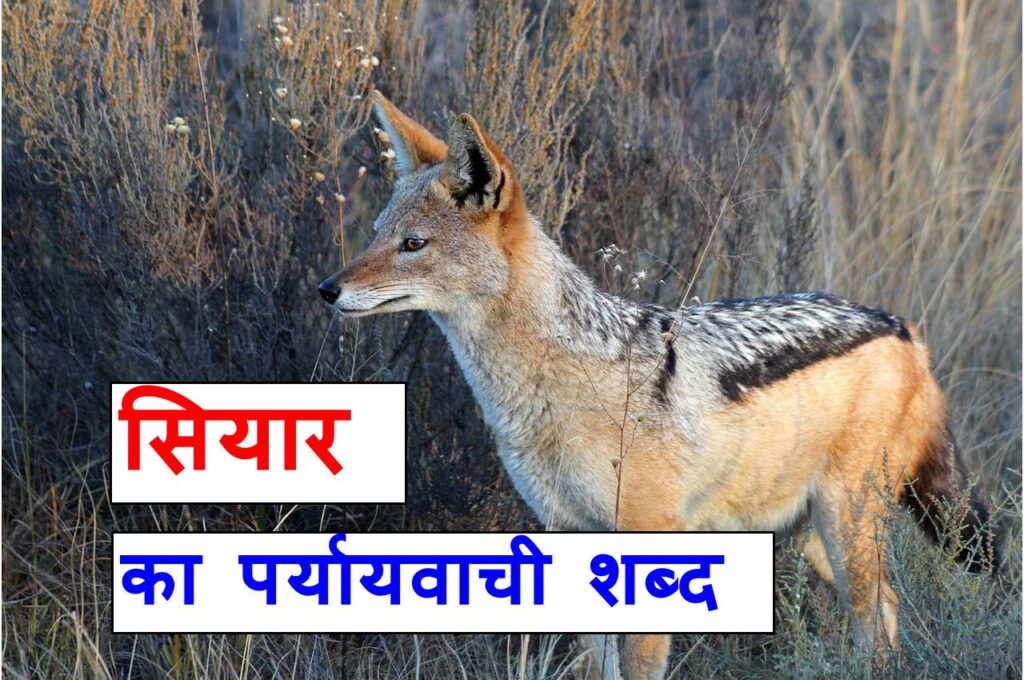 सियार का पर्यायवाची या समानार्थी शब्द, Jackal synonyms in hindi