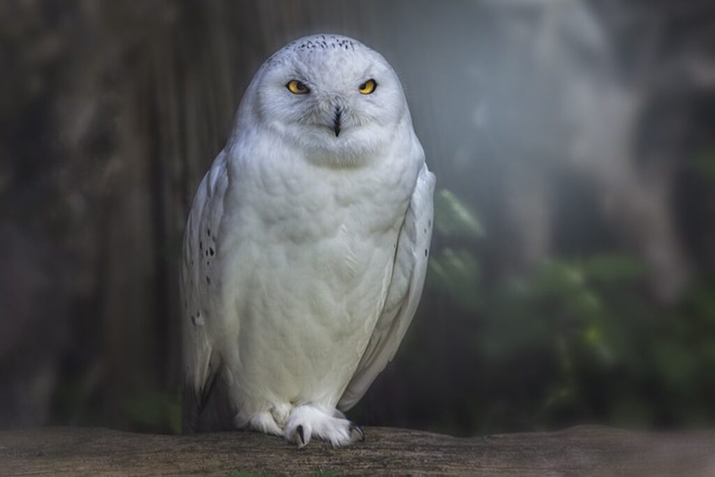 ullu ki murti ghar mein rakhna chahie ya nahin