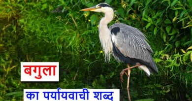 बगुला का पर्यायवाची या synonyms of heron in hindi