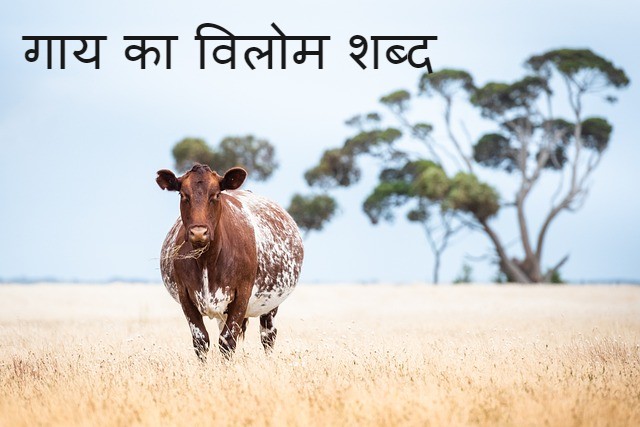 गाय का विलोम शब्द