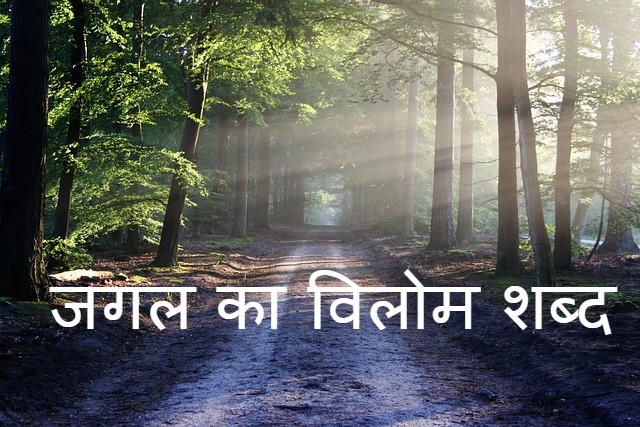 जंगल का विलोम शब्द